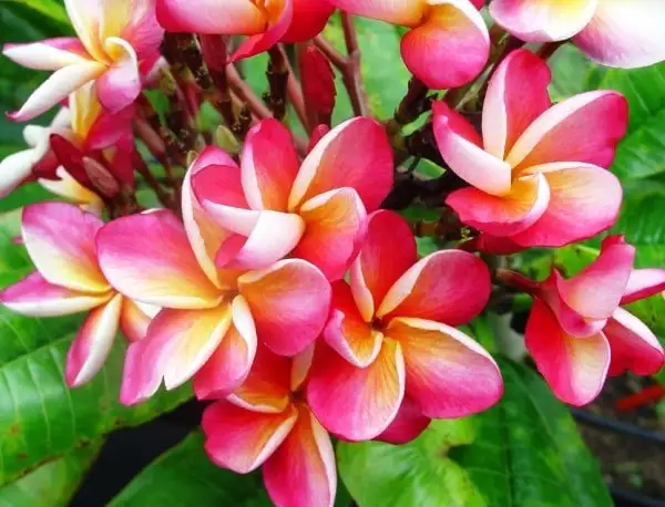 Plumeria
