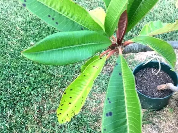Plumeria