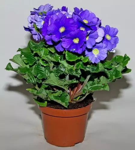 Primula obconica