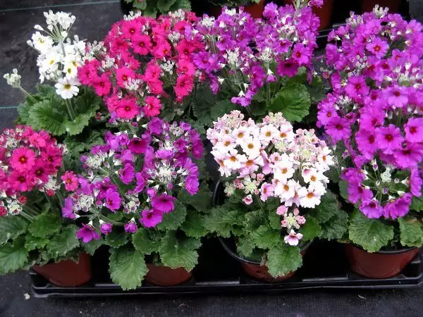 Primula malacoides фото