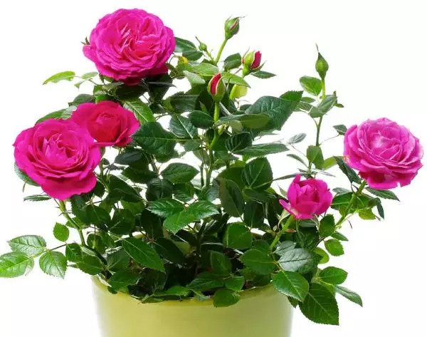 ROZE