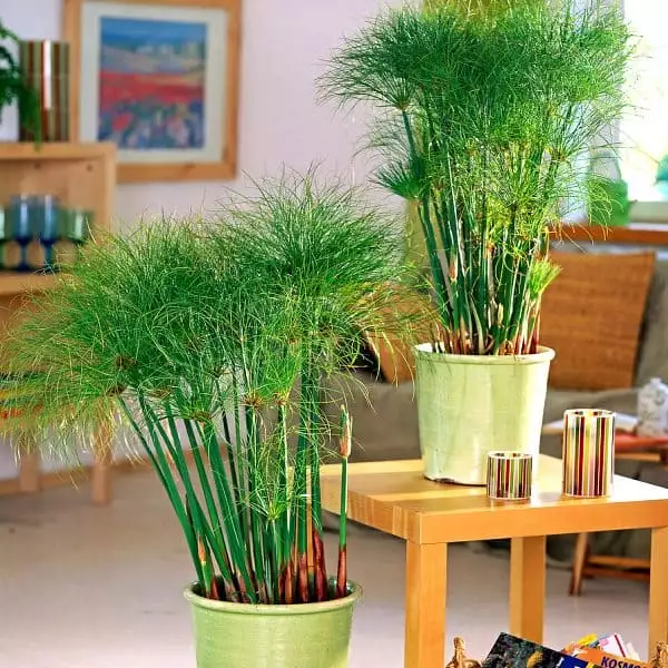 Cyperus-papyrus-