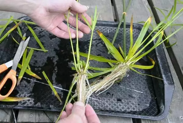 Cyperus-papyrus