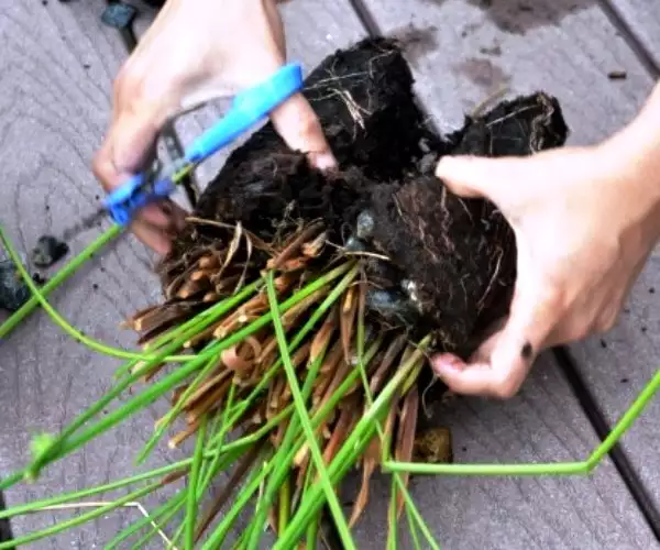 Cyperus-papyrus