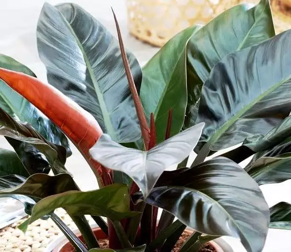 filodendron