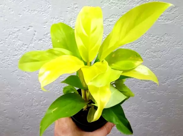 filodendron LEMON-LIME