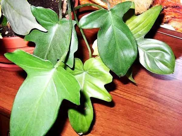 Philodendron