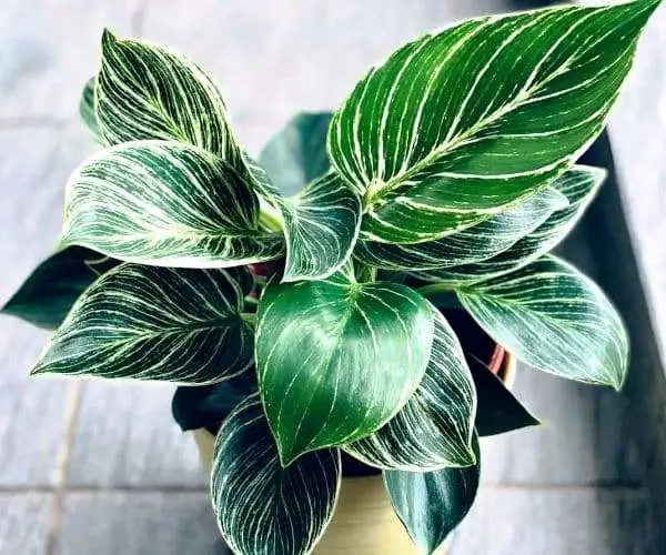 philodendron birkin фото