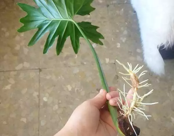 filodendron