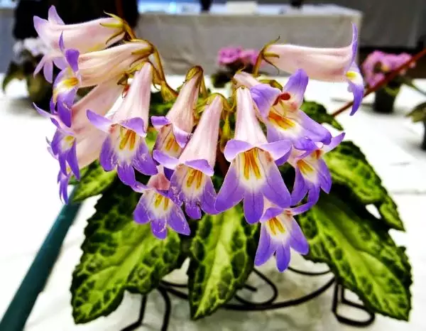 hirita