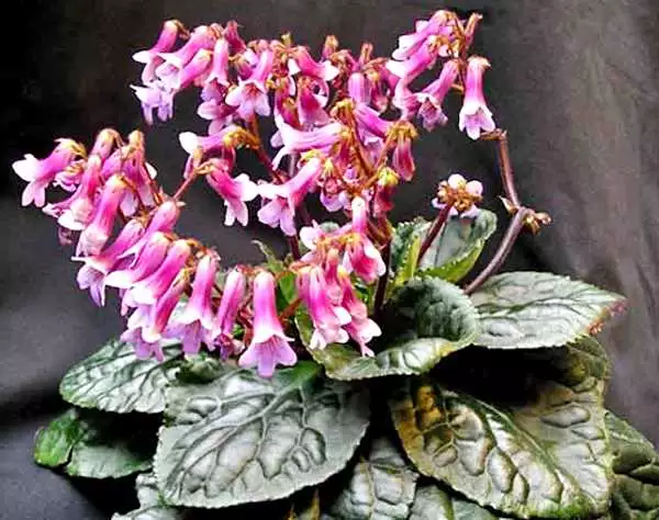 Primulina