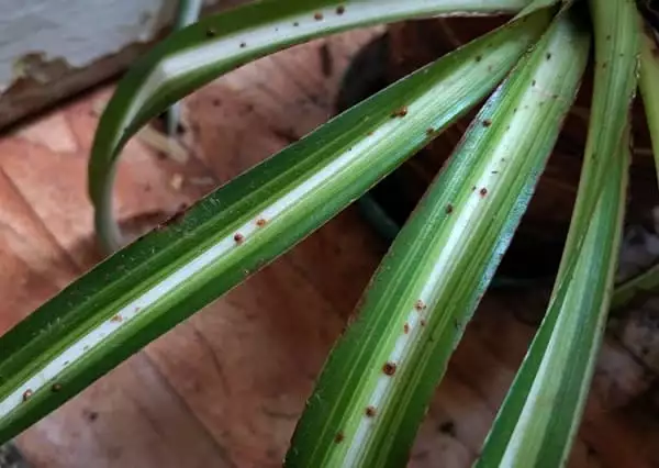 hlorofitum bolezn фото