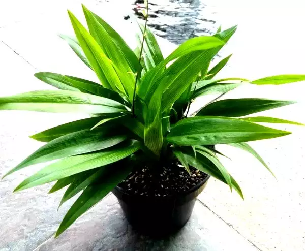 chlorophytum