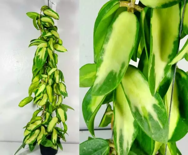 Hoya Acuta