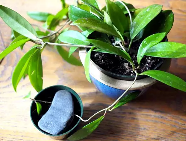 Layering a Hoya