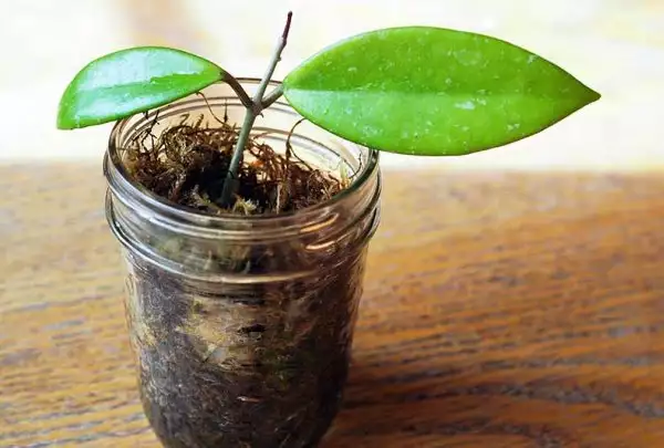 Rooting a Hoya Cutting