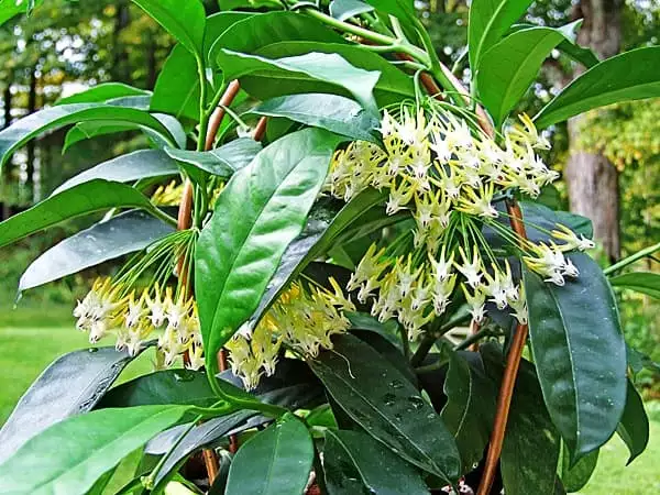 Hoya