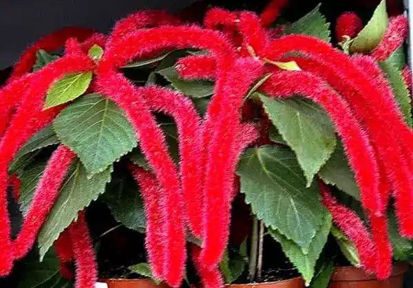 Аcalypha hispida 