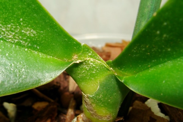 Павутинний кліщ на рослині фото