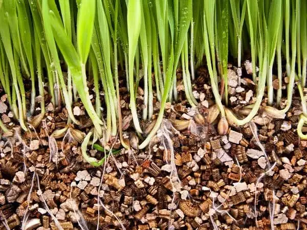 Vermiculite