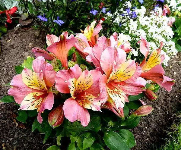 Alstroemeria