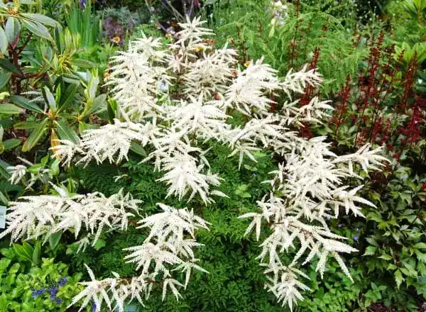 Сорти таволжнику фото Сорт «Kneiffii»