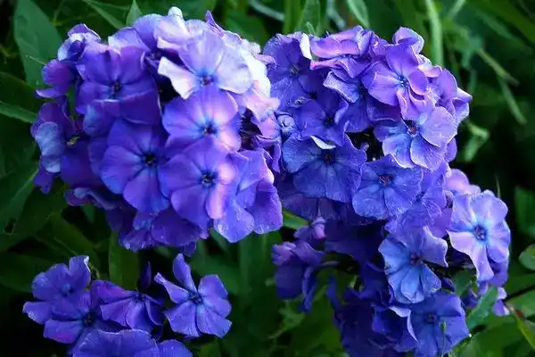Blue Paradise