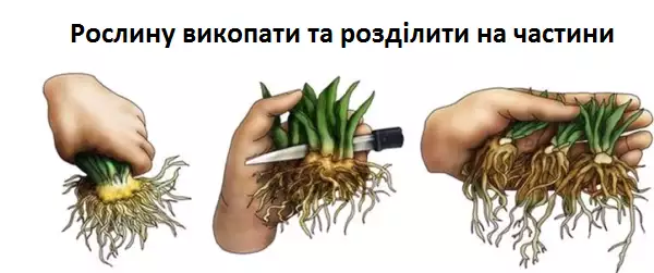 Розмноження примули