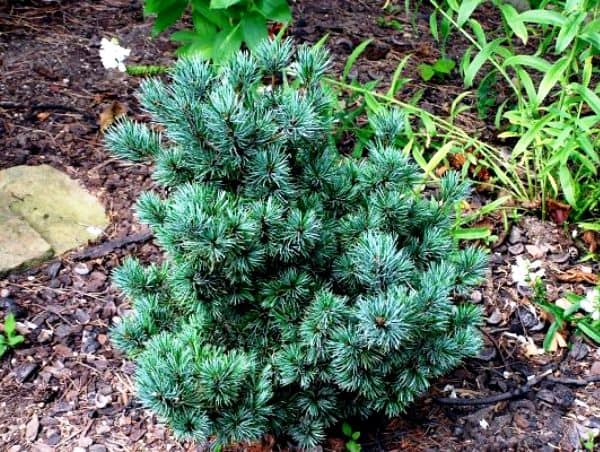 Pinus parviflora «Міядзіма»