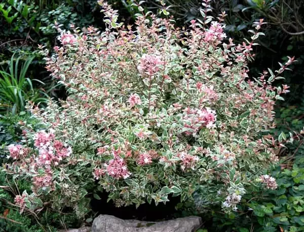 Abelia-MardiGras