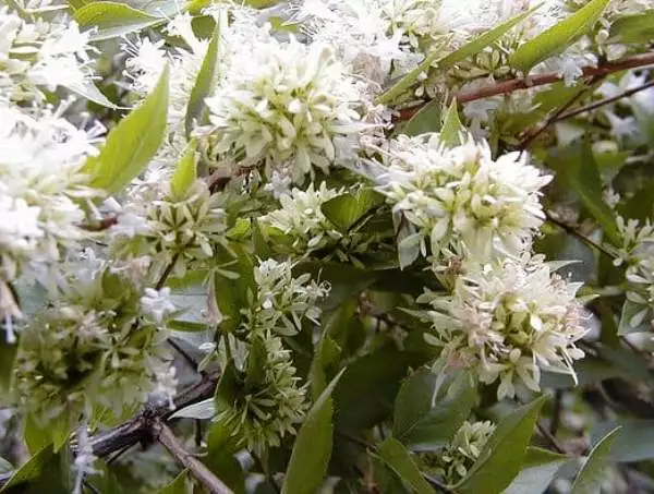Abelia-chinensis