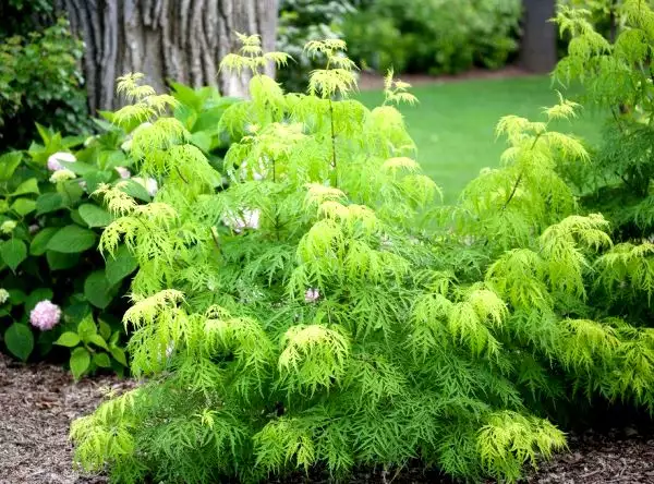 Sambucus racemosa