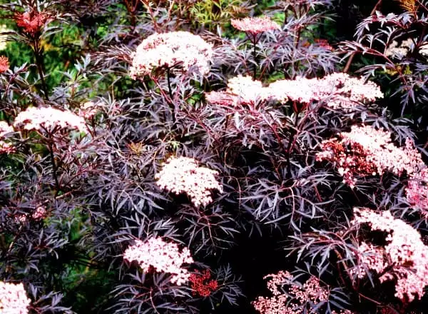 Sambucus nigra