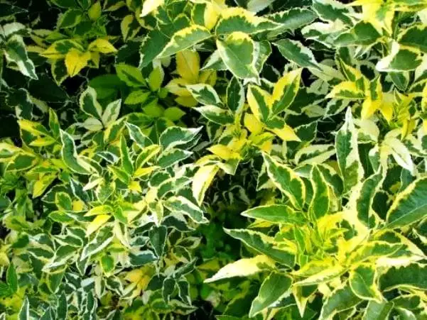 Sambucus nigra