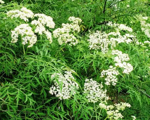 Sambucus nigra