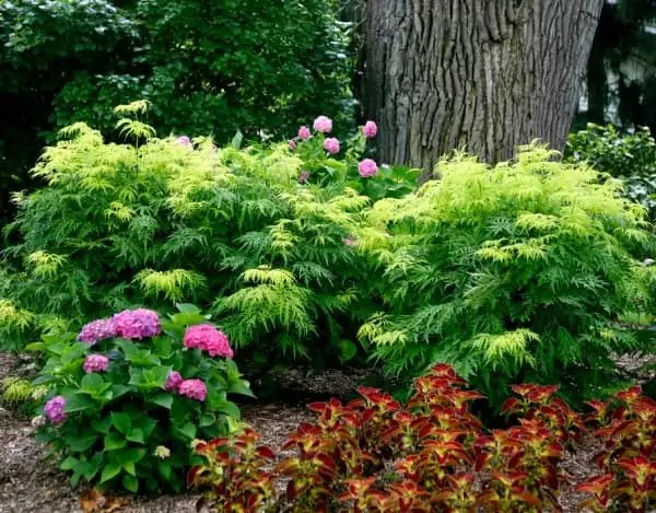Sambucus