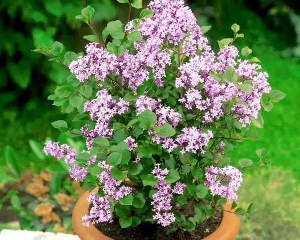 syringa meyeri