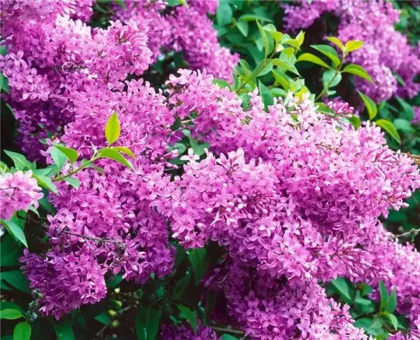 Syringa-x-chinensis Saugeana