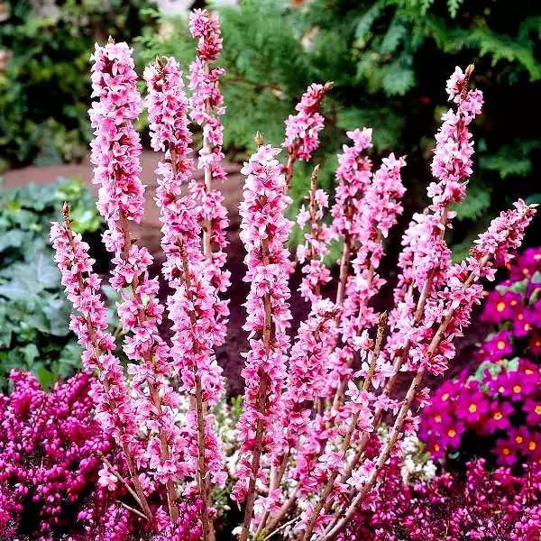Daphne mezereum