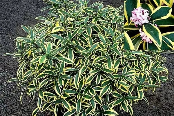 Daphne-odora