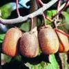 Actinidia giraldii