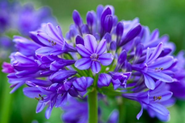 Рослини з синіми квітами фото