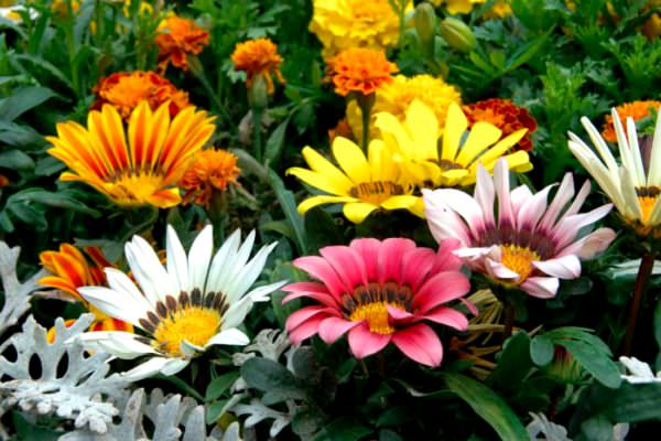 Квітка газанія садова фото