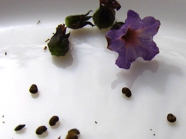 Насіння квітки геліотроп