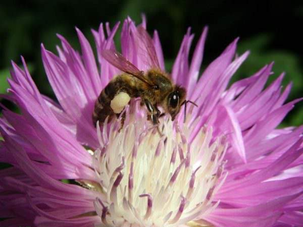Бджола на волошці