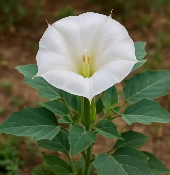 Datura stramonium вид
