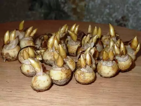 Цибулини крокусів