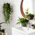 Що треба знати про рослини для ванної кімнати